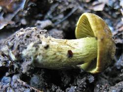 №347 Cortinarius olivaceofuscus 190828 липа осина (3).JPG