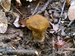 №347 Cortinarius olivaceofuscus 190828 липа осина (2).jpg