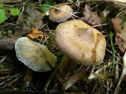 №389 Cortinarius 190728 ель осина (2).jpg