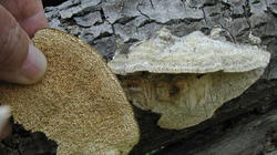 Trametes_trogii_sp_AWP_20200416.thumb.JPG.8b34fc934970df8aa093c5e25a84f1de.JPG