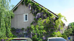 Wisteria_2_AWP_20200424.thumb.JPG.1d7aab6191c1587157334a7274828949.JPG