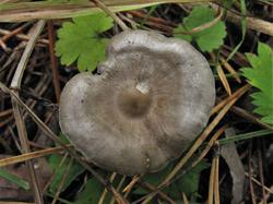 №709 Tephrocybe  190929 сосна (1).JPG