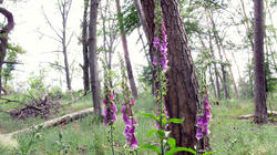 1865539860___Digitalis_purpurea_AWP_20200526.thumb.JPG.759a53a20d26ce24b62a3fe57b8d5898.JPG