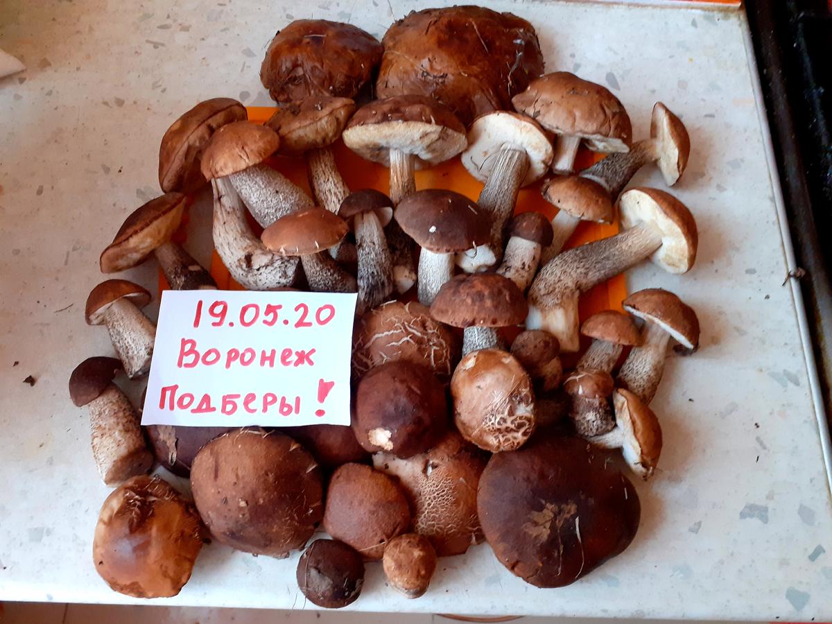 Воронежские грибы