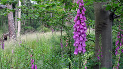 937170595___3_Digitalis_purpurea_AWP_20200526.thumb.JPG.628d0c09dab281c5dc4f22b79b79fcc0.JPG