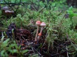970477840_DSC04055(2).thumb.JPG.b5a2ccd4a4f1fb0b2d4e2668d16adadf.JPG