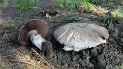 Agaricus_bisporus_AWP_20200520.thumb.JPG.a92a2759435fdb5959e2856724d5daab.JPG