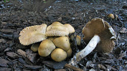 Agrocybe_praecox_AWP_20200518.thumb.JPG.18f9ed98ca3e1997c343932c434d3060.JPG