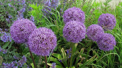 Allium_giganteum_4_AWP_20200515.thumb.JPG.b22c32112b0a999986a4a454d951104b.JPG