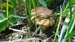 DSC00440.thumb.JPG.5a6b4e35ec58e2c94cdb67e70add7494.JPG