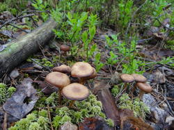 DSC04072.thumb.JPG.507b2ef68a520e72ae72b257452187e1.JPG