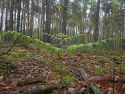 DSC04086.thumb.JPG.7054391456f1405afa3ff0f2e9cc2e3a.JPG