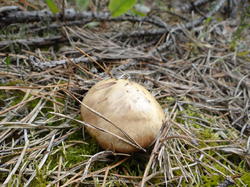 DSC04111.thumb.JPG.b2d3b9be89e6b614a9ed27311384682c.JPG