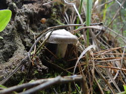 DSC04123.thumb.JPG.5266f7cbda0a09424f01de97337ff9b5.JPG