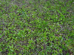 DSC04148.thumb.JPG.b307184ef50aab5bad19d41a1a921c70.JPG
