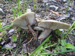 DSC04220.thumb.JPG.0d0d875ac257e94fdbd40642777c1c52.JPG