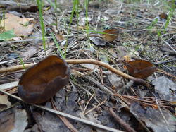 DSC04225.thumb.JPG.39e46f1a327f06121b6b94cc656d728c.JPG