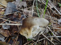 DSC04228.thumb.JPG.555c97e3cde769622137f73d04b1aadb.JPG