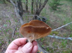DSC04268.thumb.JPG.d9d4abbc1b5604c1e3a462e7a9c531b2.JPG