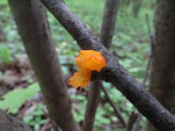 DSC04303.thumb.JPG.cb8116a12aaf2d69bcacec7fc3a70ab9.JPG