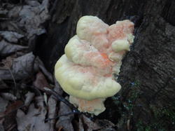DSC04351.thumb.JPG.1c0462145cf797e487886f707c35fadd.JPG