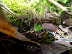DSC04374.thumb.JPG.d26370889b885abd25221cf6b6c98ecb.JPG