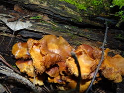 DSC04377.thumb.JPG.0fbfcebfd3b021a336445dbb6f7cef3b.JPG