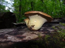 DSC04454.thumb.JPG.fb9d2c20829c055cfa96de77342616b2.JPG