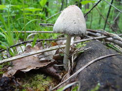 DSC04459.thumb.JPG.e07be930ea5dde20bb1f9b3b1611ce04.JPG