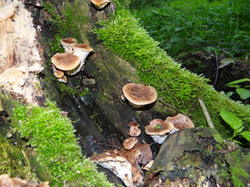 DSC04464.thumb.JPG.ae4865c7a1017ca92359309f66314ab4.JPG