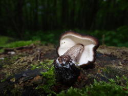 DSC04477.thumb.JPG.cba9ee768534bda935a4529ac9bc6c49.JPG