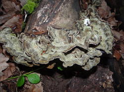 DSC04484.thumb.JPG.6607c8412e632ac4c84ce6f7d2c0879c.JPG