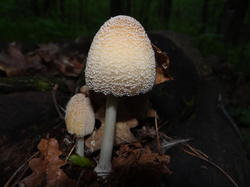 DSC04495.thumb.JPG.beb78244ef8eb26ed7669ea3497238fd.JPG