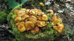 Kuehneromyces_mutabilis_2_AWP_20200526.thumb.JPG.77129595e6e0976232999535d3b46bb1.JPG