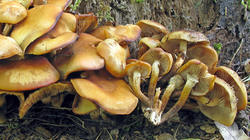 Kuehneromyces_mutabilis_3_AWP_20200526.thumb.JPG.b279897ce081d25c16339fc5c9a4fd50.JPG