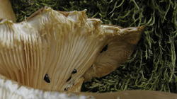 Pleurotus_ostreatus_AWP_20200526.thumb.JPG.dad97141609addcef7080d12c56da05b.JPG