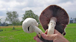 Agaricus_arvensis_3_AWP_20200616.thumb.JPG.10e2544281ca6ec7441dbc1b86729e02.JPG