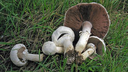 Agaricus_arvensis_AWP_20200616.thumb.JPG.e65dfea23e9e5e97a4bf489120e17b8e.JPG