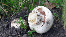 Agaricus_bitorquis_AWP_20200622.thumb.JPG.ecccced2634b58e7133917da7ba12d8d.JPG