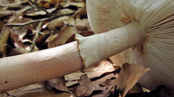 Amanita_rubescens_2_AWP_20200622.thumb.JPG.fbf6a00f47a470a873fc5d069dd55c4e.JPG