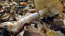 Amanita_rubescens_3_AWP_20200622.thumb.JPG.49b3b90f4b1f65f2ad337e6d79fa9d64.JPG