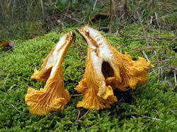 Cantharellus_cibarius_AWP_20071008.thumb.jpg.3d733bc65b36f59f8fe18240cfb6a9fa.jpg