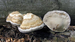 Fomes_fomentarius_AWP_20200620.thumb.JPG.94173af0626bd52428692344021d8735.JPG