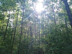IMG_20200621_091705.thumb.jpg.0dfcbba8964ccf4a8b88e9d86eca1365.jpg