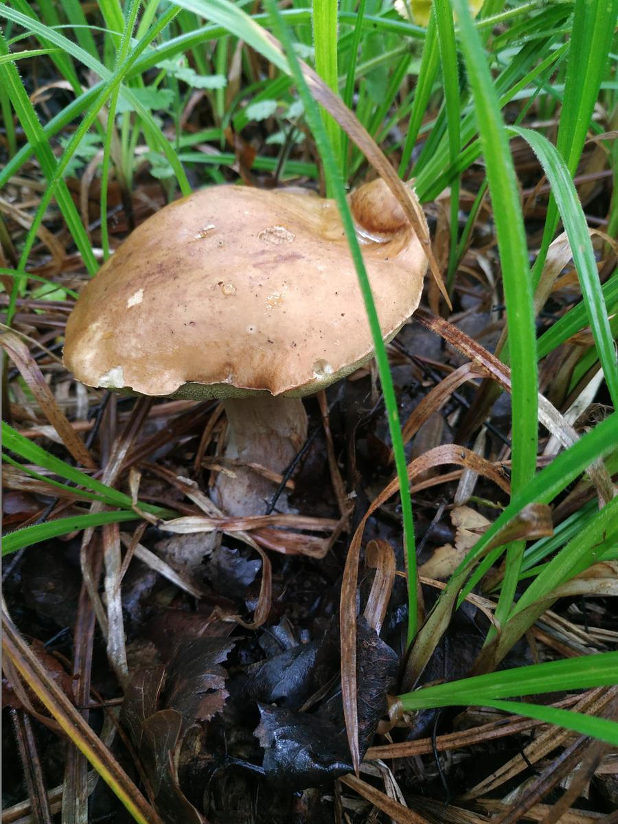 Несъедобные грибы Орловской области