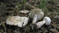 Leucoagaricus_holosericeus_AWP_20200622.thumb.JPG.896696bdef203ab2d8c24cb8f3367ab6.JPG