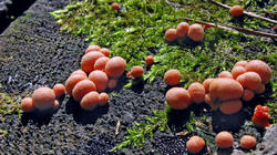 Lycogala_epidendrum_AWP_20200622.thumb.JPG.0e78617a1793bc4bdcb6e4851bde433a.JPG