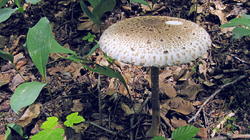 Macrolepiota_procera_AWP_20200622.thumb.JPG.8664a088386daf98afa849e95eb9ed9e.JPG