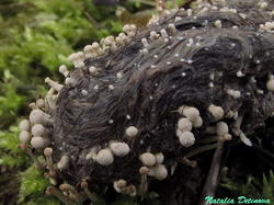 Onygena_corvina_NND_20200602-2.thumb.jpg.c088db7e74580c2cccc82dc39333ddfe.jpg