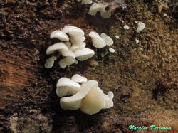 Pleurocybella_porrigens_NND_20200604-3.thumb.JPG.a422ca282cf43c42a3e2dab2d8ba68bd.JPG